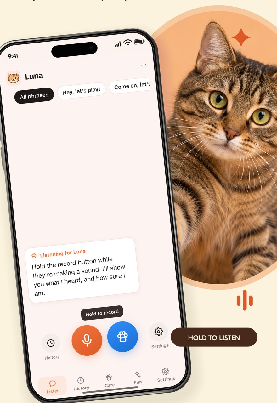 Telltail listening for Luna, a tabby cat